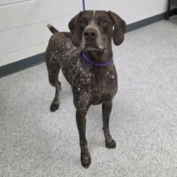 Shelter Stray Male Dog last seen , 5801 Graye Ln, Caldwell, ID 83607, USA