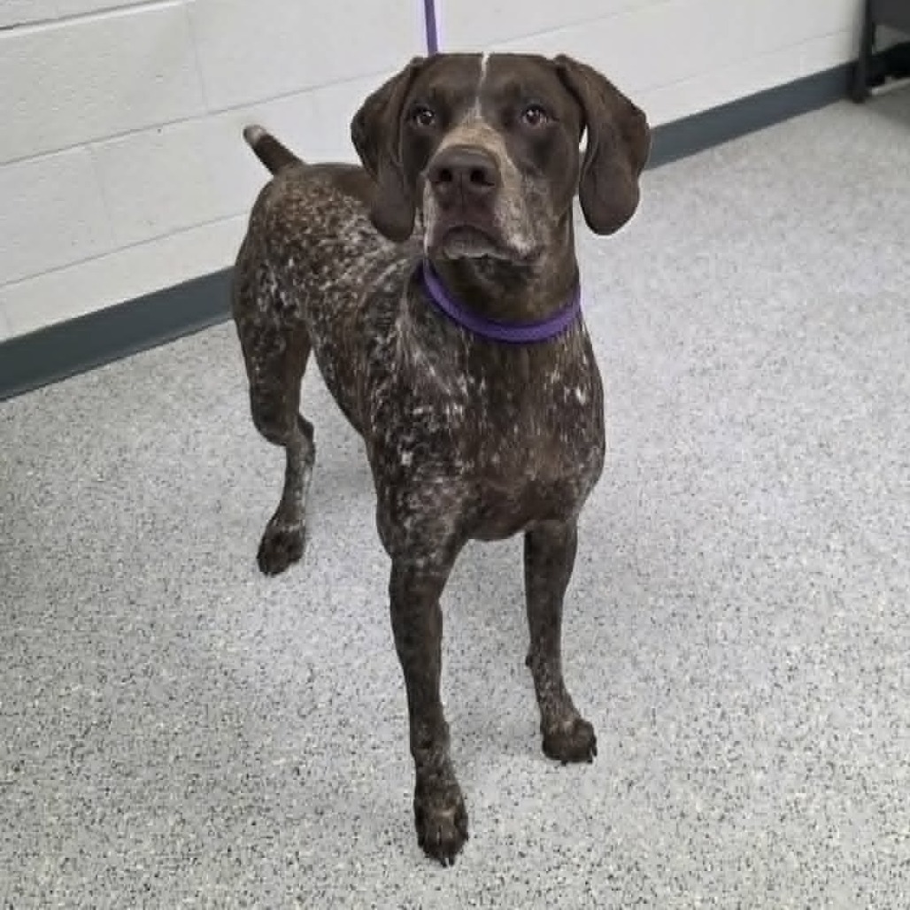 Shelter Stray Male Dog last seen , 5801 Graye Ln, Caldwell, ID 83607, USA