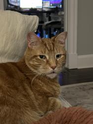Lost Male Cat last seen Went missing nearby Poland Road and Edgewater St , Chantilly, VA 20152