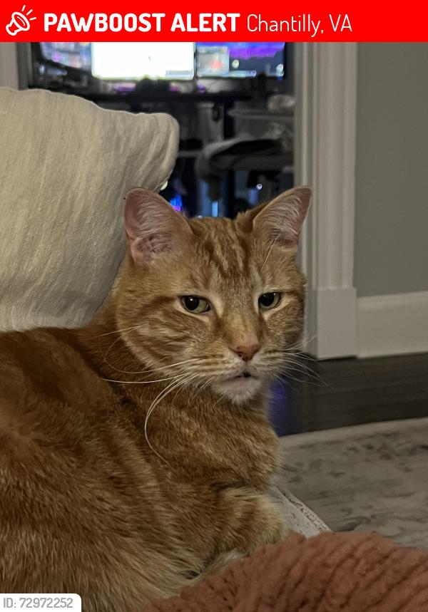 Lost Male Cat last seen Went missing nearby Poland Road and Edgewater St , Chantilly, VA 20152