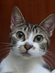 Lost Female Cat last seen condominio vila dos inglezes, Chácaras Reunidas São Jorge, SP 18051-872