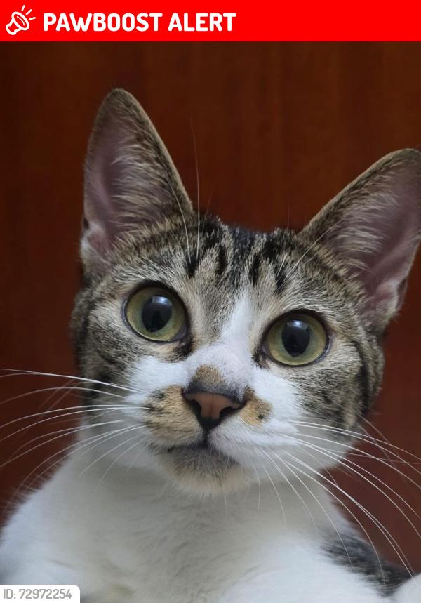 Lost Female Cat last seen condominio vila dos inglezes, Chácaras Reunidas São Jorge, SP 18051-872