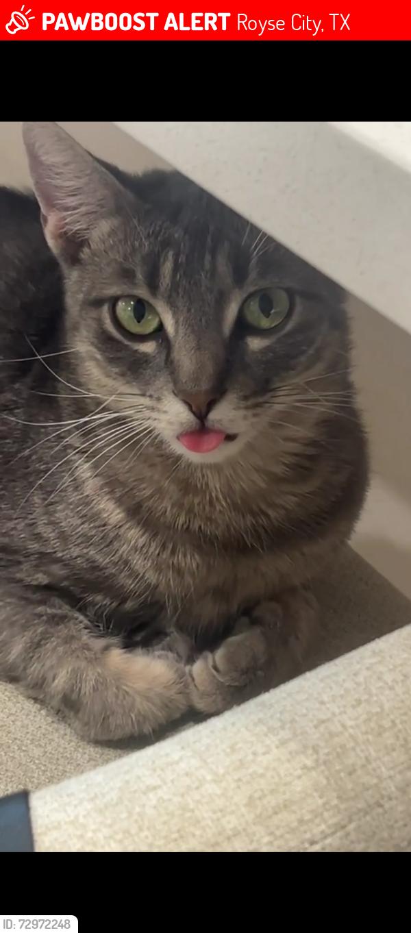 Lost Female Cat last seen Near & FM-2642, Royse City, TX 75189