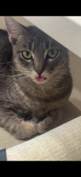Reunited Female Cat last seen Near & FM-2642, Royse City, TX 75189