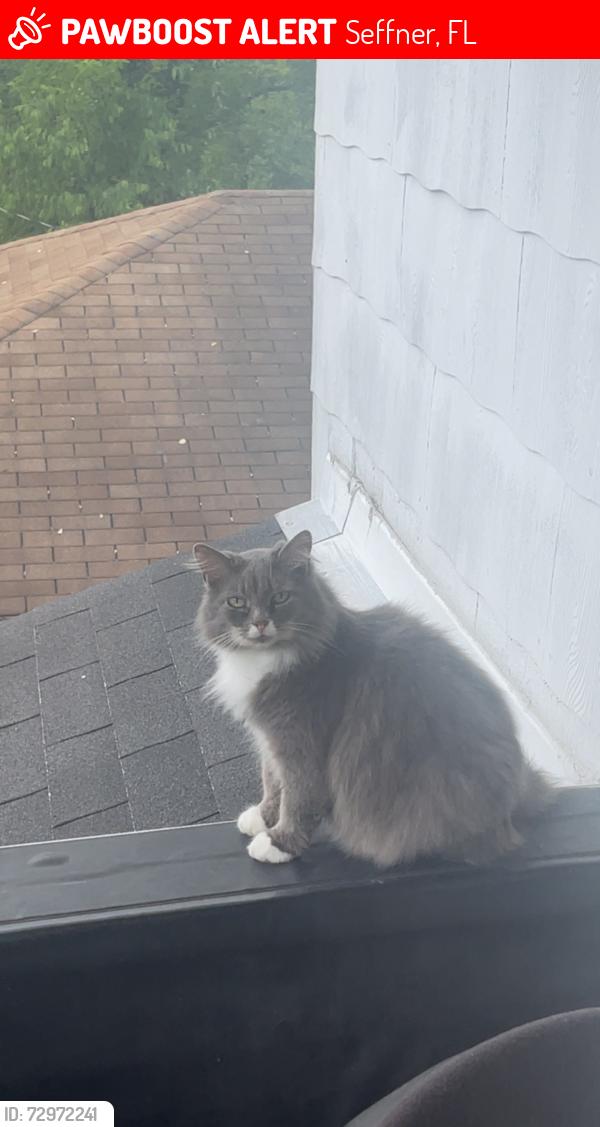 Lost Female Cat last seen Williams Road and E. Hillsborough Ave. , Seffner, FL 33584