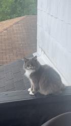 Lost Female Cat last seen Williams Road and E. Hillsborough Ave. , Seffner, FL 33584
