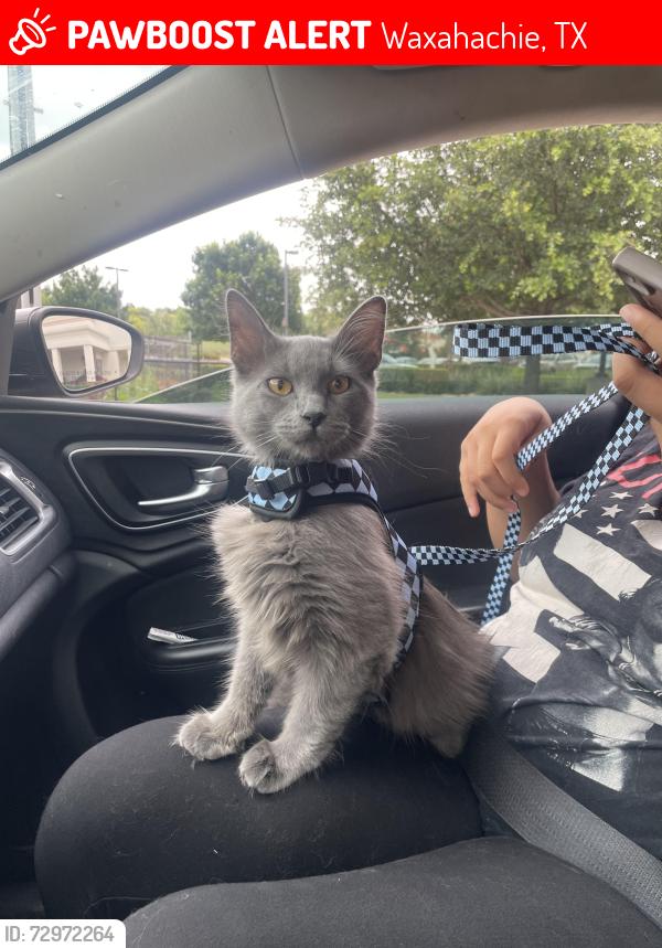 Lost Female Cat last seen Bullard park waxahachie tx, Waxahachie, TX 75165
