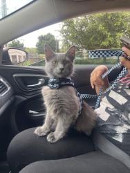 Lost Female Cat last seen Bullard park waxahachie tx, Waxahachie, TX 75165