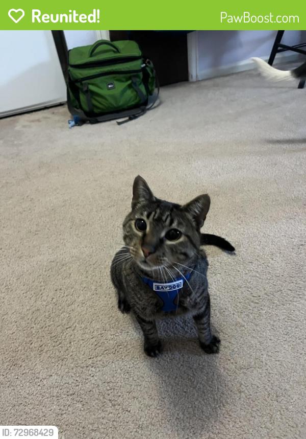 Reunited Female Cat last seen Overland and Ross dr, Fort Collins, CO 80526