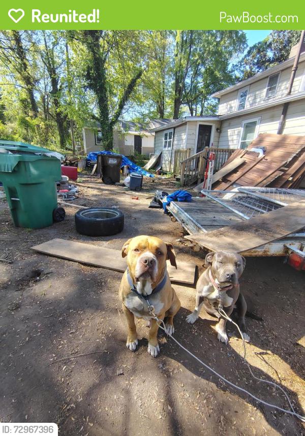 Reunited Male Dog last seen Bethesda rd, Lexington, NC 27295