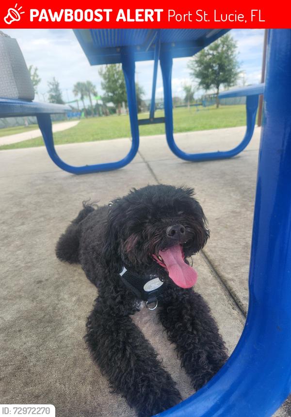 Lost Male Dog last seen Bayshore and kingston st, Port St. Lucie, FL 34983