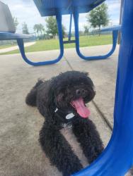 Lost Male Dog last seen Bayshore and kingston st, Port St. Lucie, FL 34983
