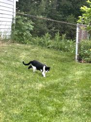 Found/Stray Unknown Cat last seen Bode and Walnut in Schaumburg, Schaumburg, IL 60194