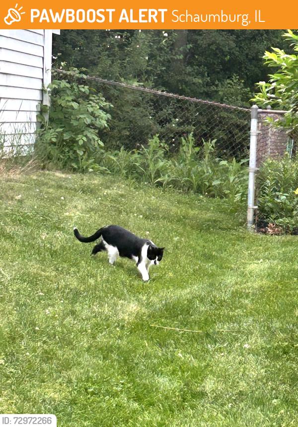 Found/Stray Unknown Cat last seen Bode and Walnut in Schaumburg, Schaumburg, IL 60194