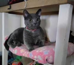 Lost Female Cat last seen Yuengling Brewery , Pottsville, PA 17901