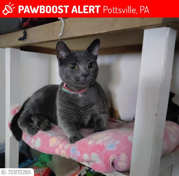 Lost Female Cat last seen Yuengling Brewery , Pottsville, PA 17901