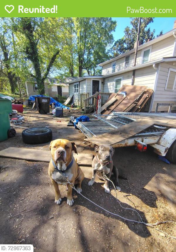 Reunited Male Dog last seen Bethesda rd, Lexington, NC 27295