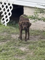 Found/Stray Unknown Dog last seen Near French street , Jacksonville, FL 32205