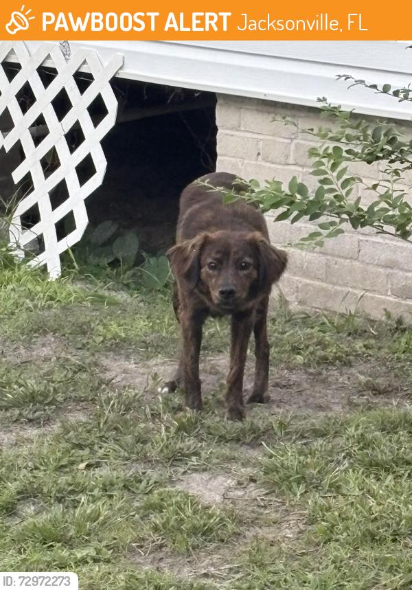 Found/Stray Unknown Dog last seen Near French street , Jacksonville, FL 32205