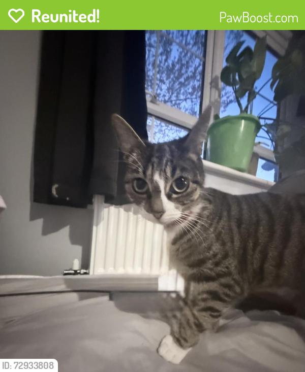 Reunited Female Cat last seen Marriotts way by the oak tree , Aylsham, England 