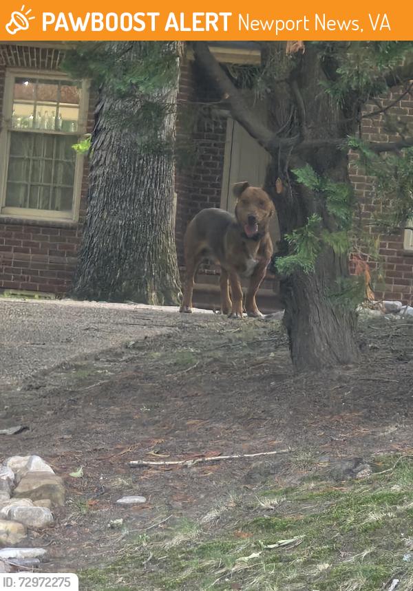 Found/Stray Unknown Dog last seen Hermitage Rd and Madison Lane, Newport News, VA 23606