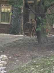 Found/Stray Unknown Dog last seen Hermitage Rd and Madison Lane, Newport News, VA 23606