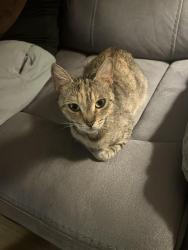 Lost Female Cat last seen Lakeline mall , Austin, TX 78717