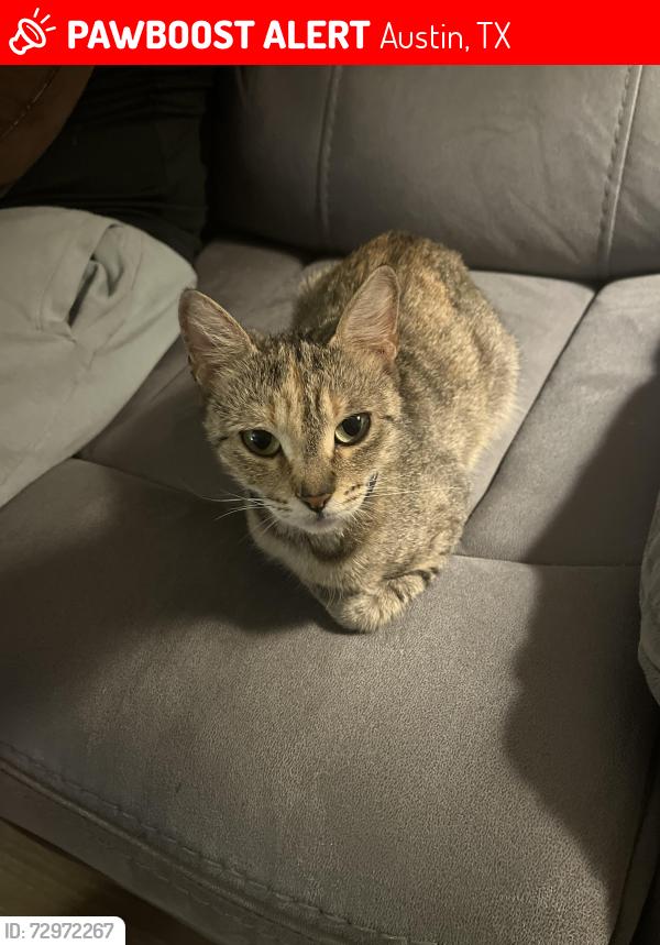 Lost Female Cat last seen Lakeline mall , Austin, TX 78717
