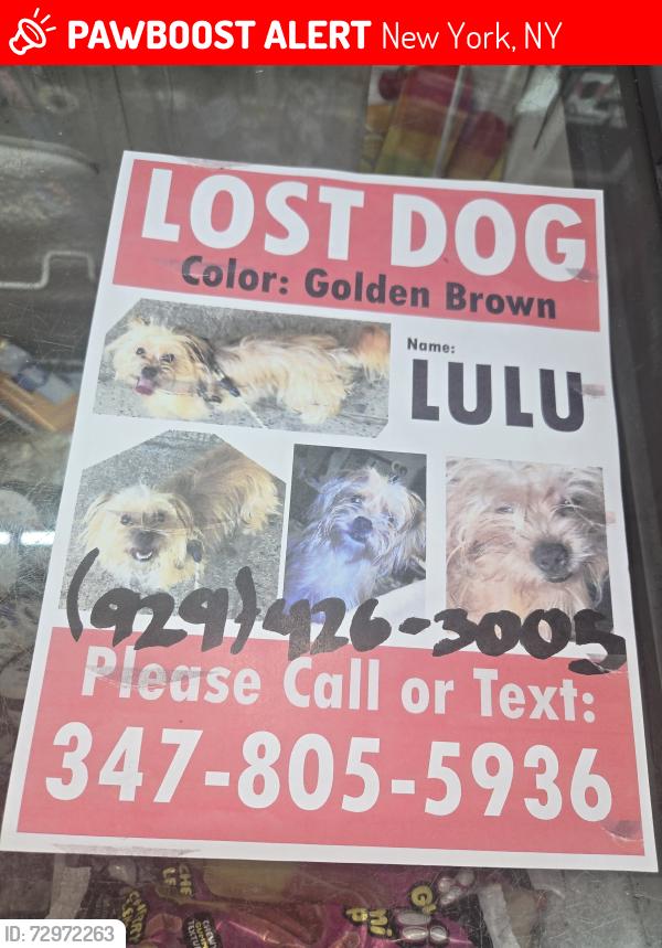 Lost Female Dog last seen West 91st , New York, NY 10024