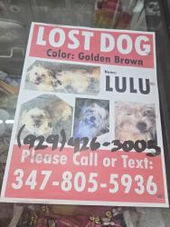 Lost Female Dog last seen West 91st , New York, NY 10024