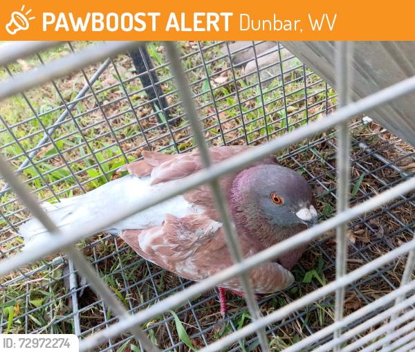 Found/Stray Unknown Bird last seen 15th st, Dunbar, WV 25064