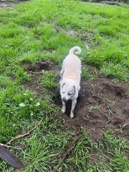 Lost Female Dog last seen State and Hitchcock waychihuua, Santa Barbara, CA 93105