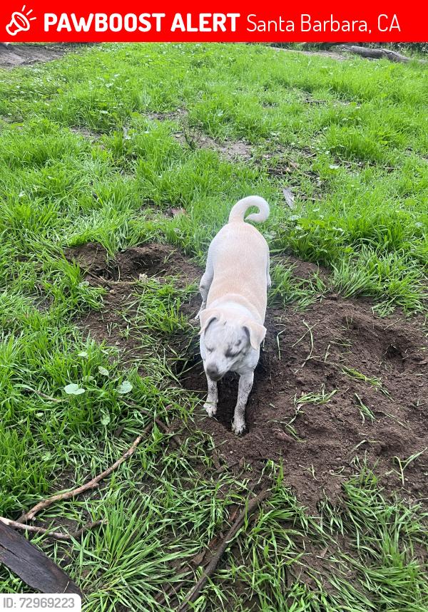 Lost Female Dog last seen State and Hitchcock waychihuua, Santa Barbara, CA 93105
