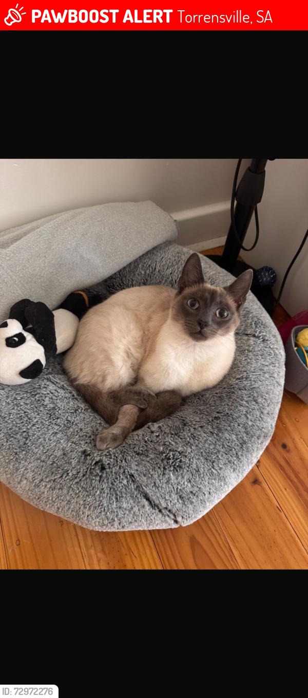Lost Male Cat last seen Near A Stephens avenue, corner with Henley rd avenue, Torrensville, SA 5031