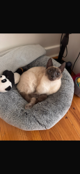 Lost Male Cat last seen Near A Stephens avenue, corner with Henley rd avenue, Torrensville, SA 5031