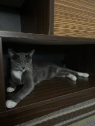 Lost Male Cat last seen Pinoak court crestview , Crestview, FL 32539