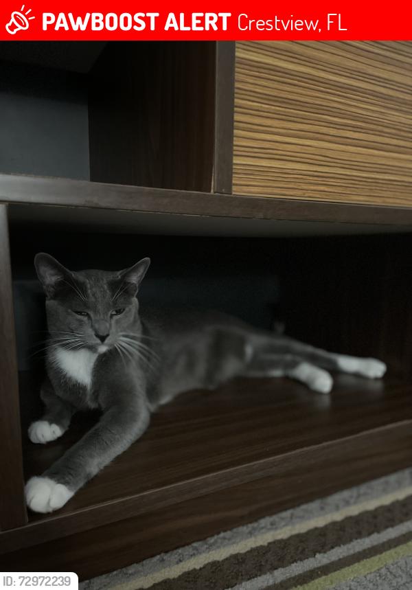 Lost Male Cat last seen Pinoak court crestview , Crestview, FL 32539