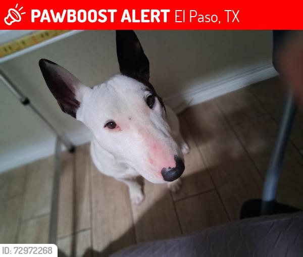 Lost Male Dog last seen Near lafayette Dr., El Paso, TX 79915