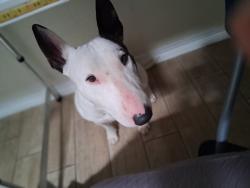 Lost Male Dog last seen Near lafayette Dr., El Paso, TX 79915