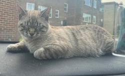 Reunited Male Cat last seen Near 2nd Ave S, Minneapolis, MN 55403, USA, Minneapolis, MN 55403