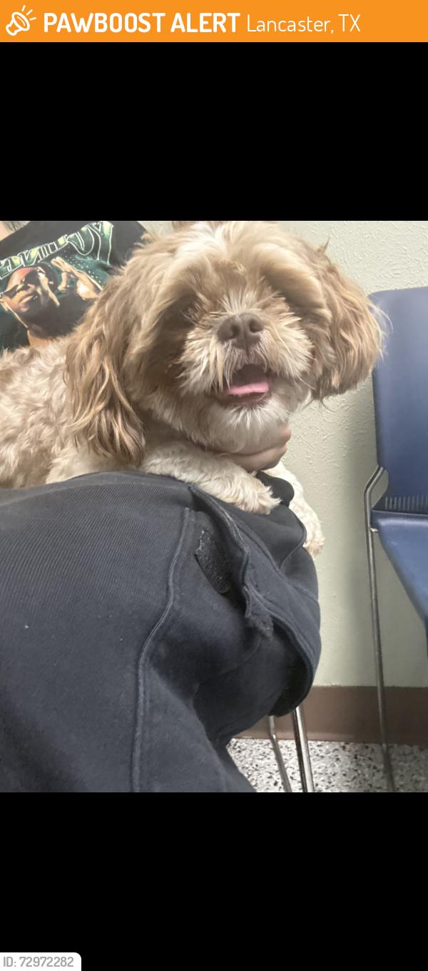 Found/Stray Unknown Dog last seen Wellington park subdivision , Lancaster, TX 75134