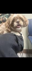 Found/Stray Unknown Dog last seen Wellington park subdivision , Lancaster, TX 75134