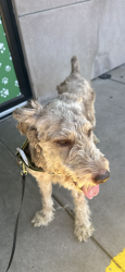 Found/Stray Female Dog last seen 2220-2264 S Merrifield Rd Marked Location, Dallas, TX 75211