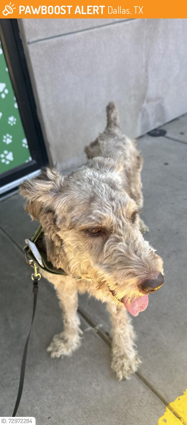 Found/Stray Female Dog last seen 2220-2264 S Merrifield Rd Marked Location, Dallas, TX 75211