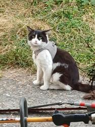 Reunited Male Cat last seen Delridge dumar, Seattle, WA 98106