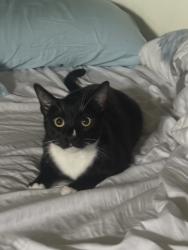 Lost Male Cat last seen sullivan and fairview, Santa Ana, CA 92704