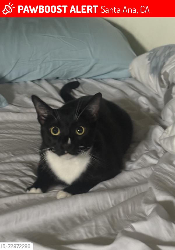 Lost Male Cat last seen sullivan and fairview, Santa Ana, CA 92704