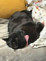 Reunited Male Cat last seen Sycamore , Fort Collins, CO 80521