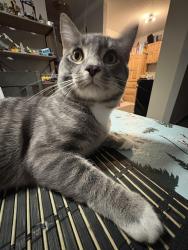 Reunited Male Cat last seen Masonville mall, London, ON 