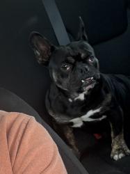 Found/Stray Male Dog last seen Cypresswood Lake Run and Cypresswood Harbor Circle, Spring, TX 77373